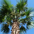 Palma konopná  (Trachycarpus fortunei) - výška 60-80 cm, výška kmeňa 10-15 cm, kont. C10L  (-17°C) 